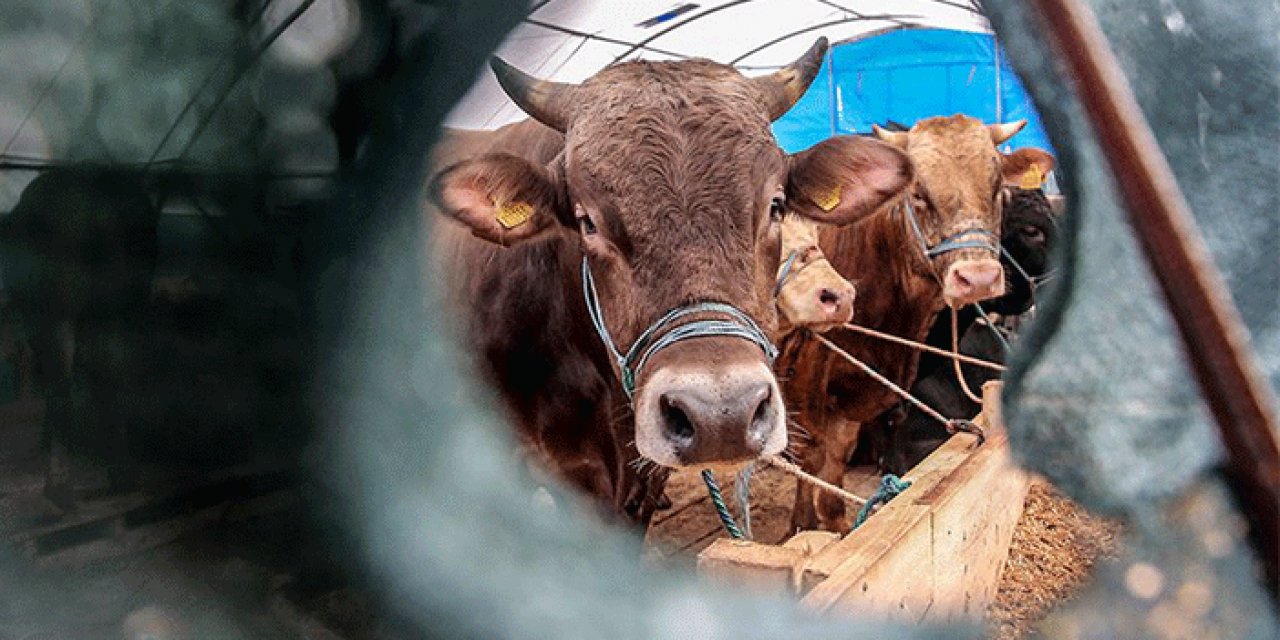 Türkiye Gıda Dernekleri Federasyonu açıkladı: Sığır ithalatında büyük artış