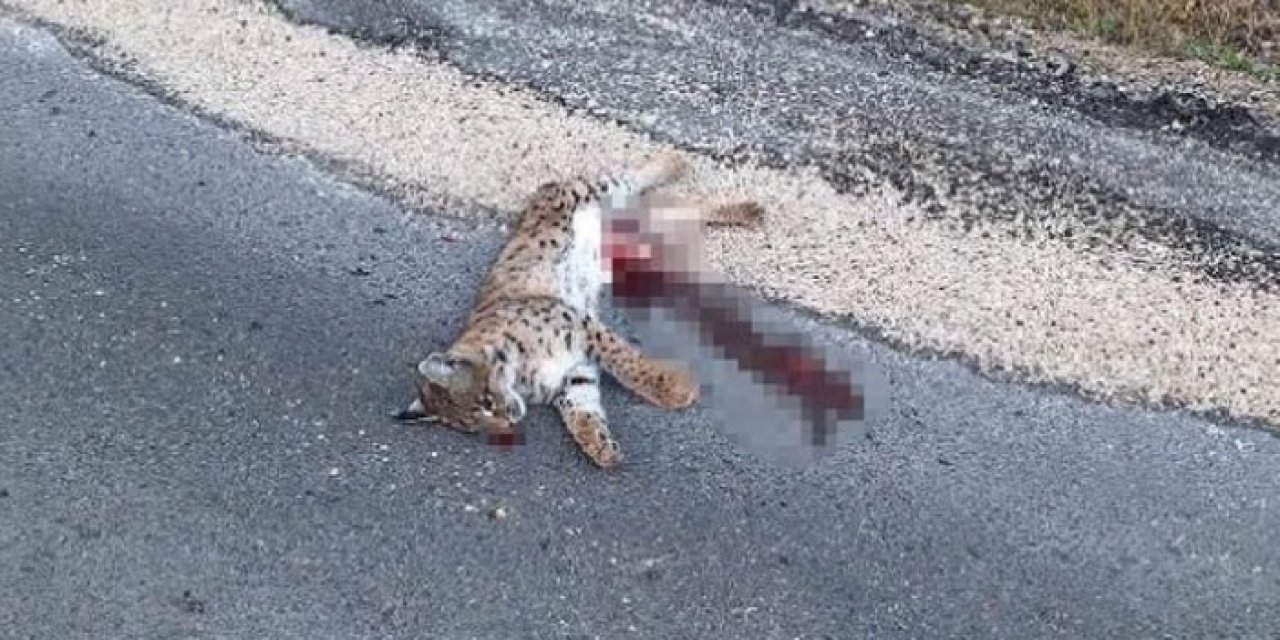 Nesli tükenme tehlikesindeki ''ormanın hayaletine'' araba çarptı