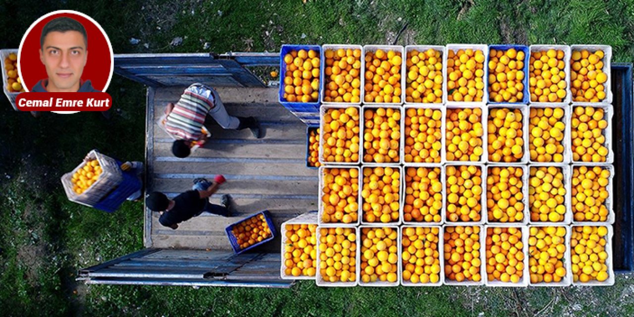 Üreticiler duyurdu: Turunçgil dalında çürüyecek