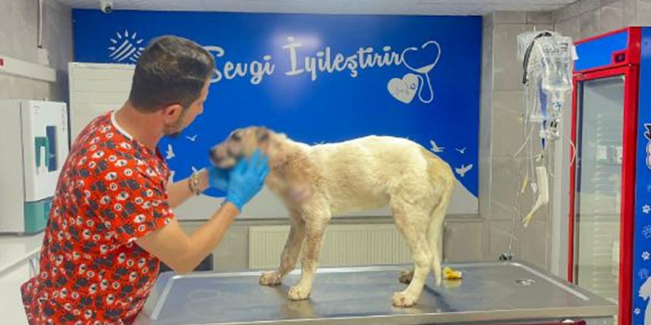 Köpeğini 13 yerinden bıçakladı: Tedavisi süren köpeğe 150 dikiş atıldı