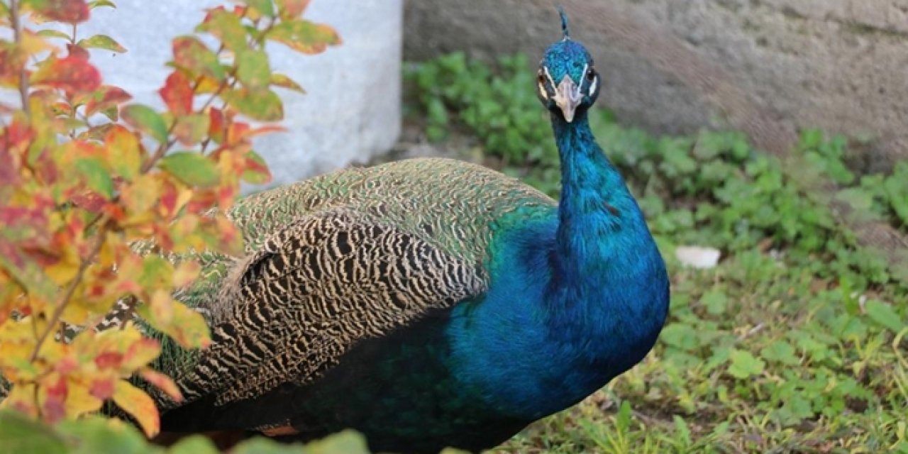 CİMER'e garip başvuru: Erken öttü diye şikâyet edildi