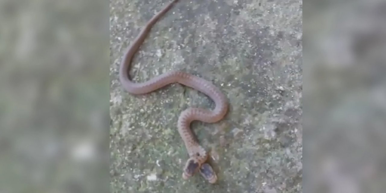 Trabzon’da ilginç olay: Evinin önünde çift başlı yılan gördü