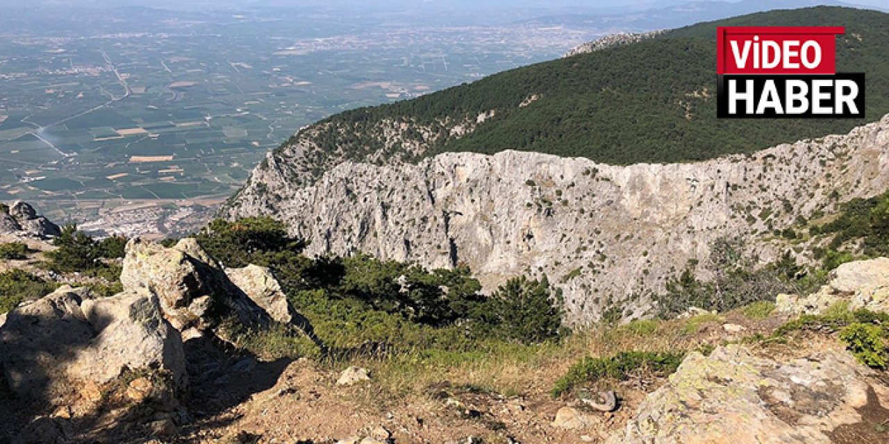 Manisa Spil Dağı’nda yaban hayatı görüntülendi: Yılkı atları, sansar, çakal…
