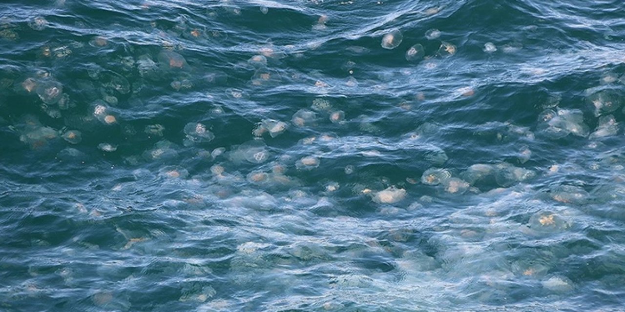 İzmir’de korkutan görüntü: Aylardır sürüyor