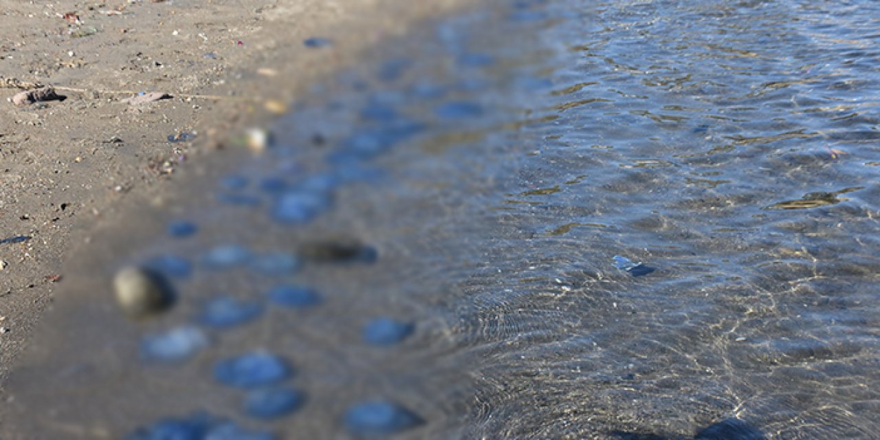 İzmir'de vatandaşlar tedirgin: Binlercesi sahile vurdu!