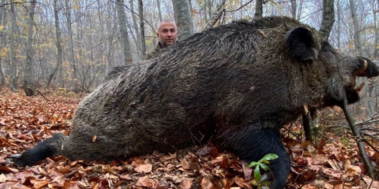 Eşi benzeri görülmemiş bir av: Avladığı domuz tam 459 kilo çıktı