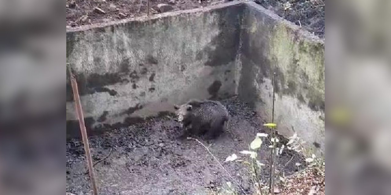 Boş havuza düşen yavru ayı kurtarıldı