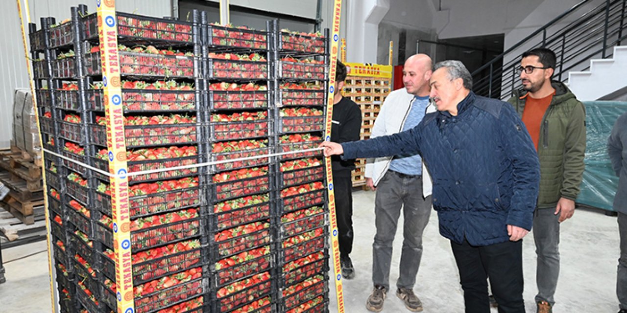 Konya’dan dünyaya 5 ton çilek ihracatı yapıldı