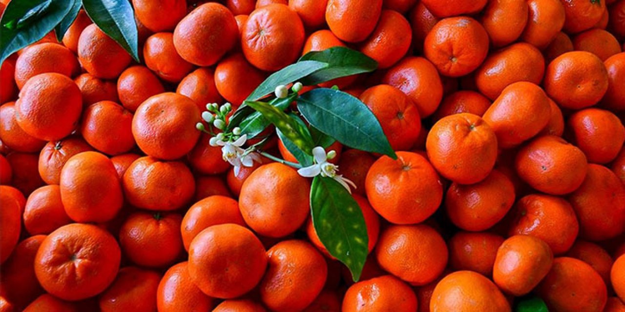 Ciddi zararlar oluştu: Narenciye üreticisine Akdeniz meyve sineği şoku