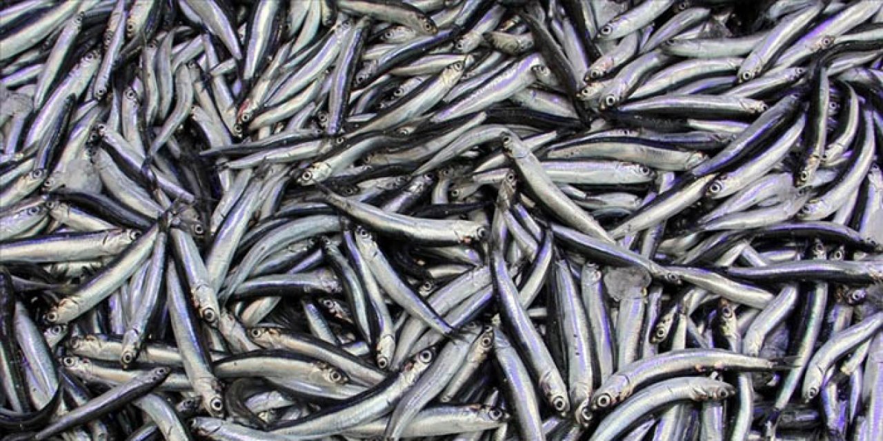 Ankaralı balığa doyacak: O ilçede ücretsiz festival!