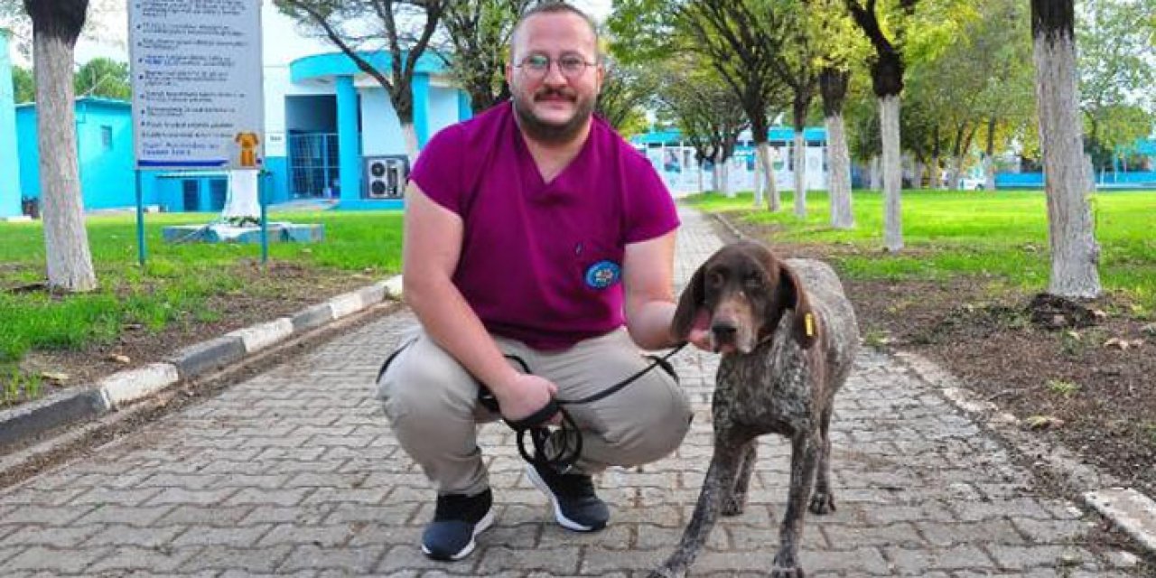 Kazada bacağı kırılmıştı: 'Pointer' sahiplendirilmeyi bekliyor