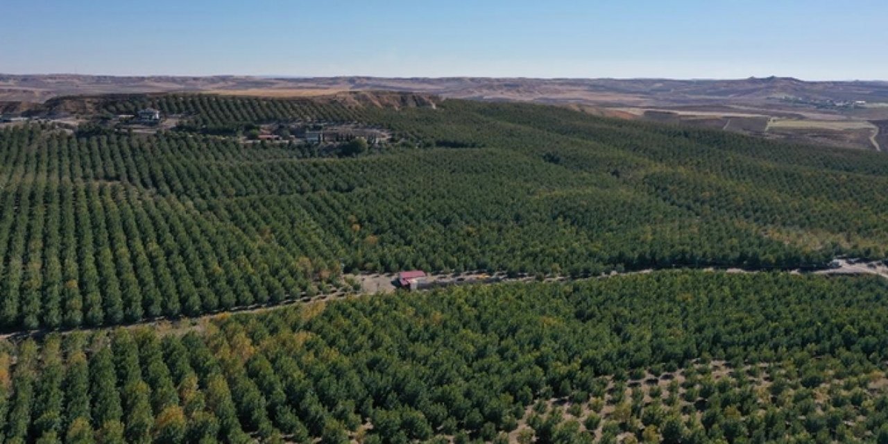 Konya'nın o 3 ilçesinde bolluk yaşanıyor: Üretimi sırtladılar!