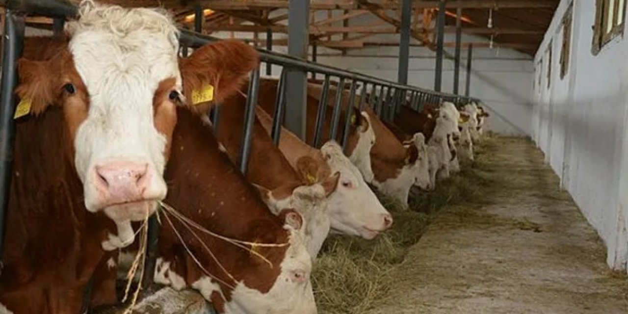 Hayvancılık desteklerinde yeni düzenleme