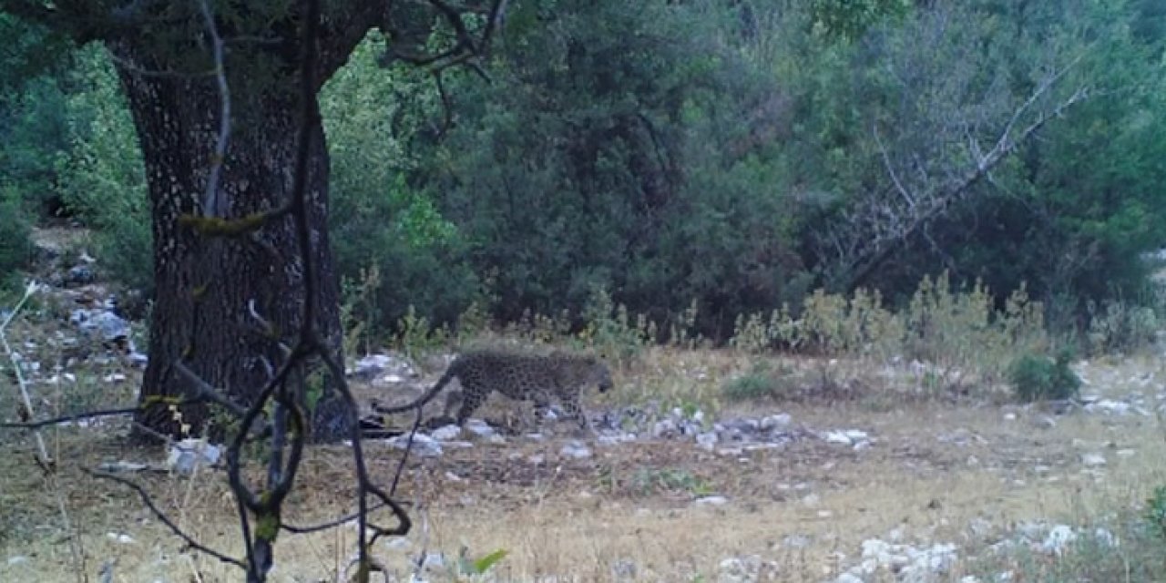 Anadolu Parsının görüntüsü yeniden ortaya çıktı!