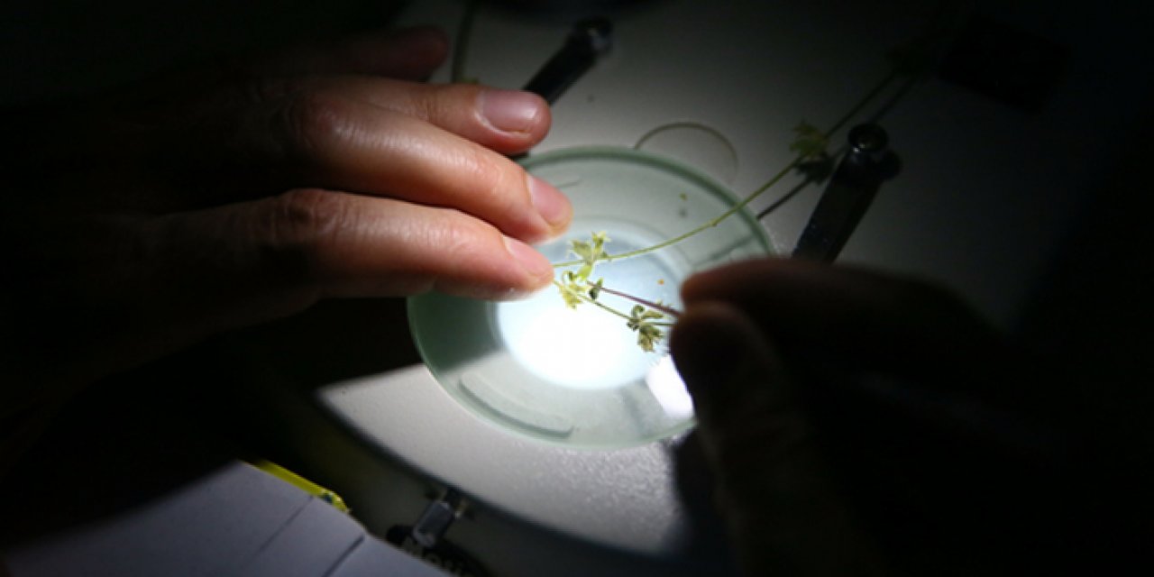 İzmir'de devrim niteliğinde keşif: Alzheimer'a karşı etkileri araştırılacak!