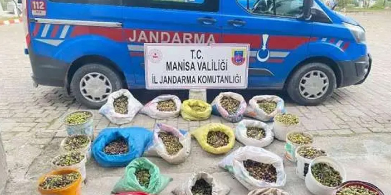 Manisa'daki zeytin hırsızları jandarmadan kaçamadı!