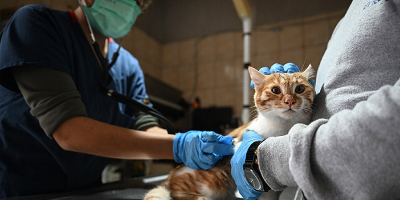 İzmir'de hayvanlar için adım: Veterinerlere psikoloji eğitimi