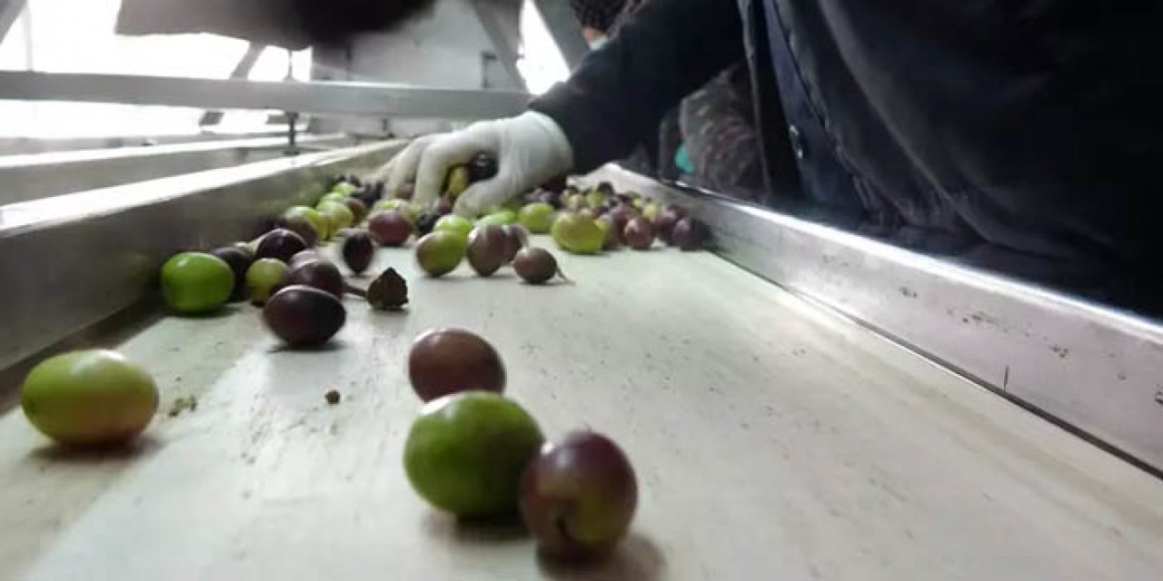 Zeytin ve zeytinyağı denetimi Ankara’da gerçekleşti