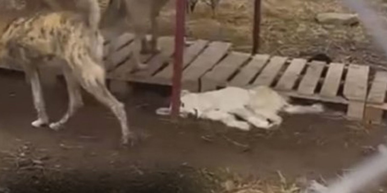 Hayvanseverler belediyeye seslendi: Bu köpekler nerede?