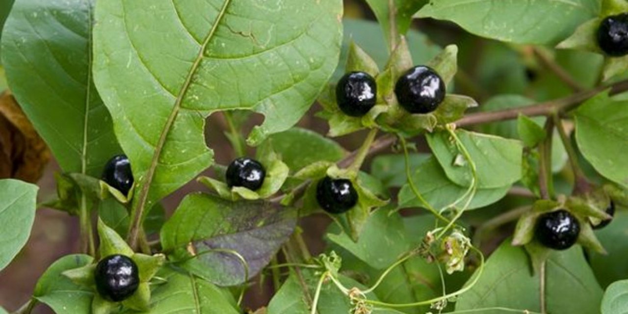 Güzelavrat otu nedir, Güzelavrat otu nasıl anlaşılır? Güzelavrat otu zehirli mi?