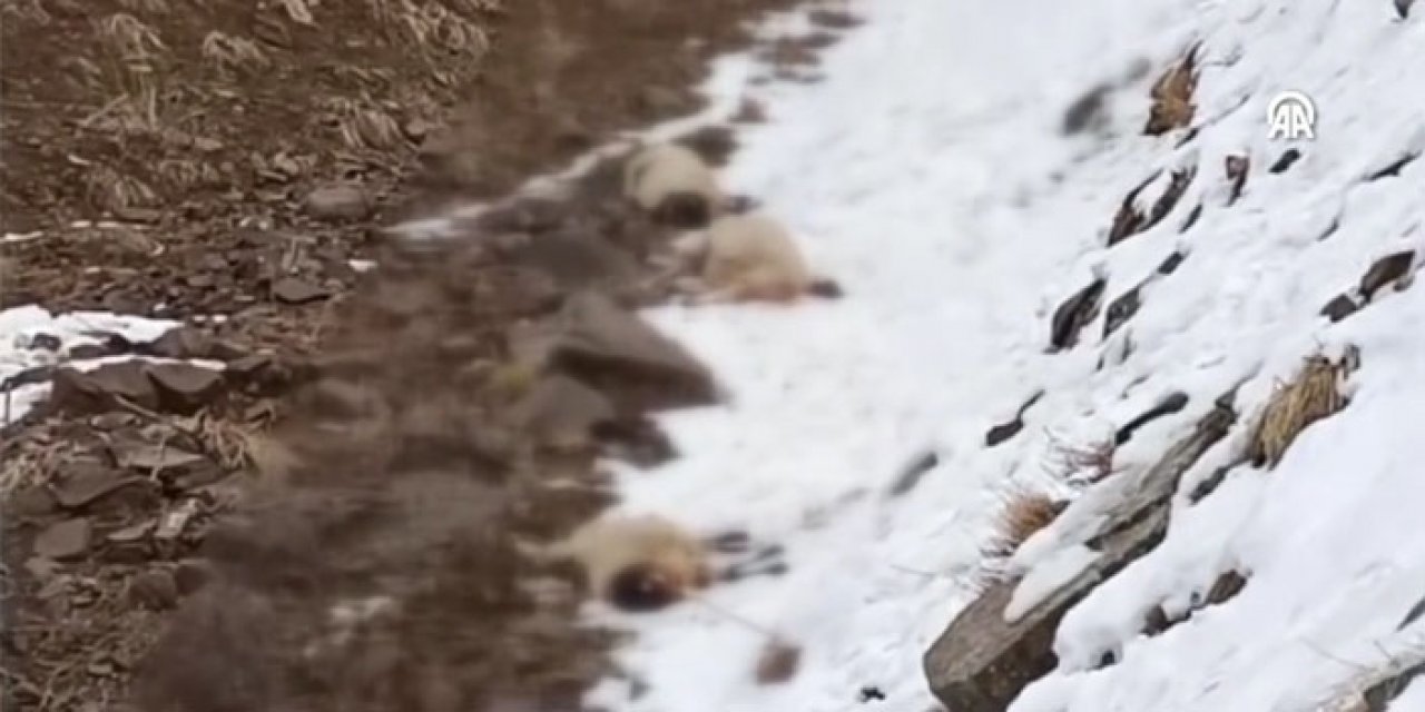 Sürüye kurtlar daldı; 65 küçükbaş telef oldu