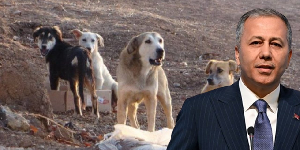 Ankara'daki köpek terörüne soruşturma!