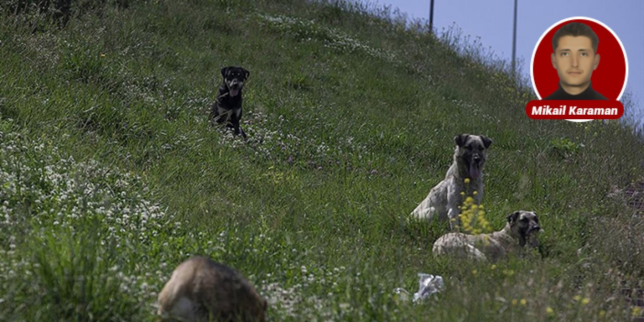 Başıboş köpek sorunu: 1 yılda 33 can gitti