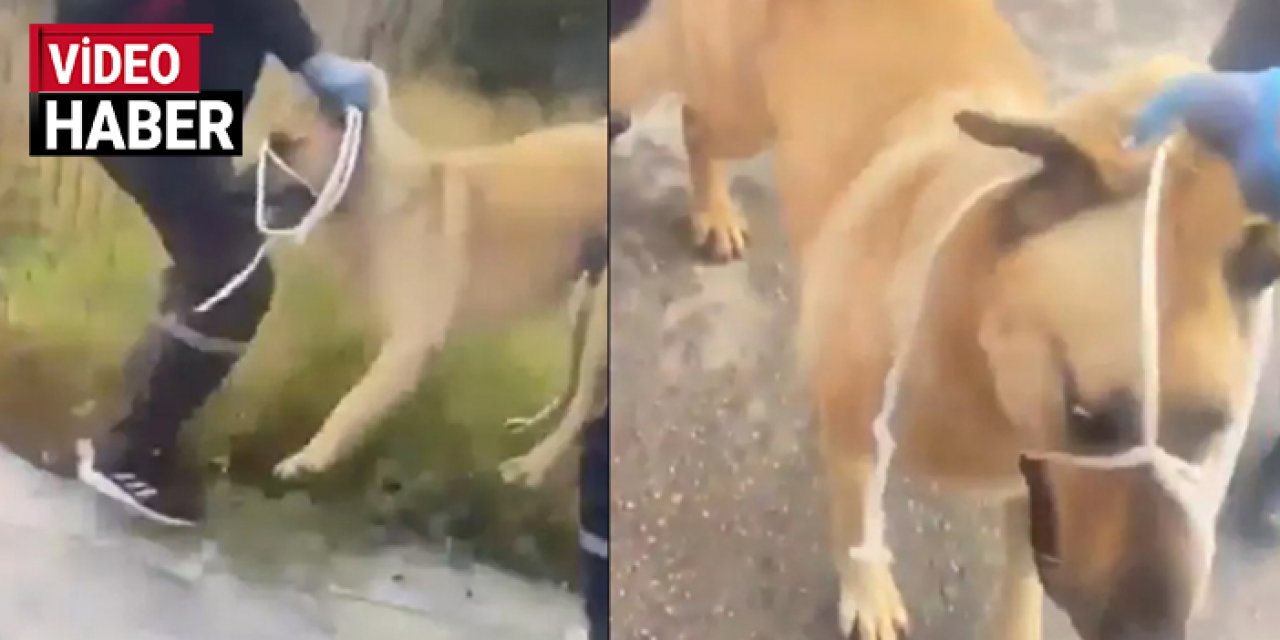 Başkentte sokak köpeği gerginliği: Mansur Yavaş’a isyan etti!