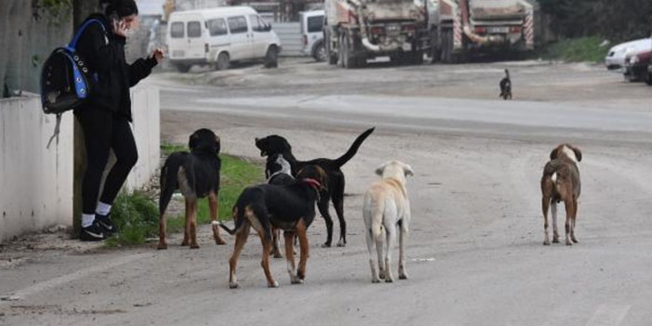 Burası Karadeniz! Başıboş köpek sayısı 100 bine dayandı
