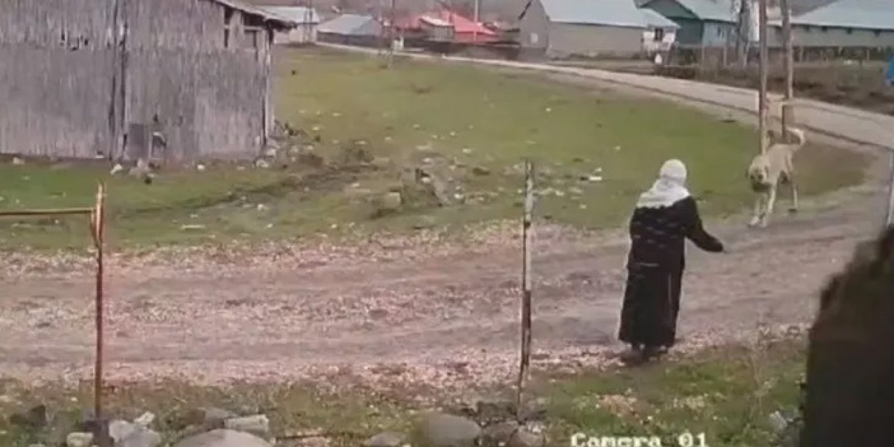 Yine köpek dehşeti! Bu sefer yaşlı kadına saldırdılar