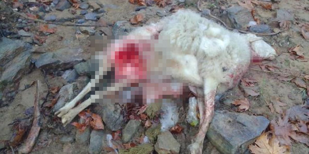 Manisa'da kurtlar saldırdı: 4 koyun öldü