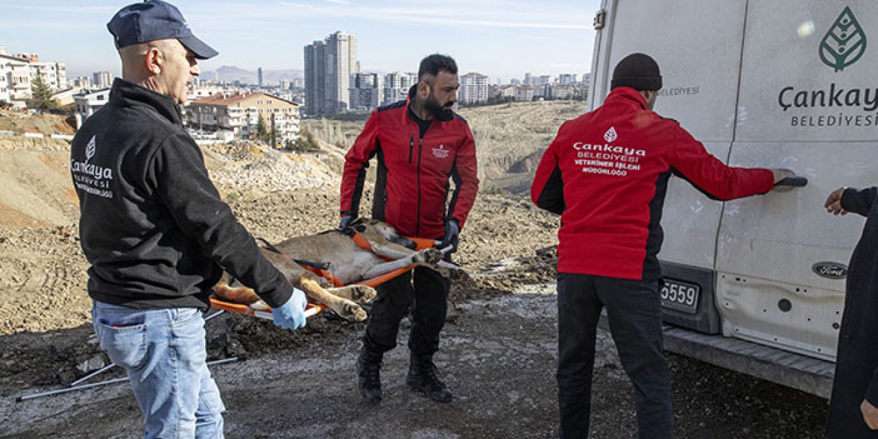 Ankara'da lise öğrencisine saldıran köpekler belediye tarafından toplatıldı