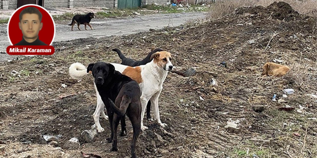 Başıboş sokak köpekleri yine saldırdı: Öğrenciler canlarını son anda kurtardılar