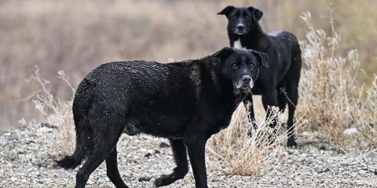 Köpek terörünün kurbanıydı: Tunahan'dan sevindiren haber