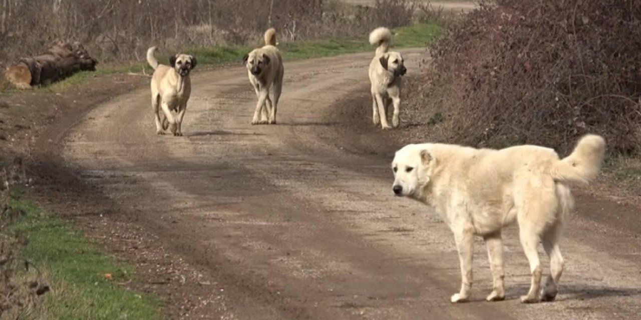 3 bakanlık çalışma başlattı: Sokak köpekleri için harekete geçildi