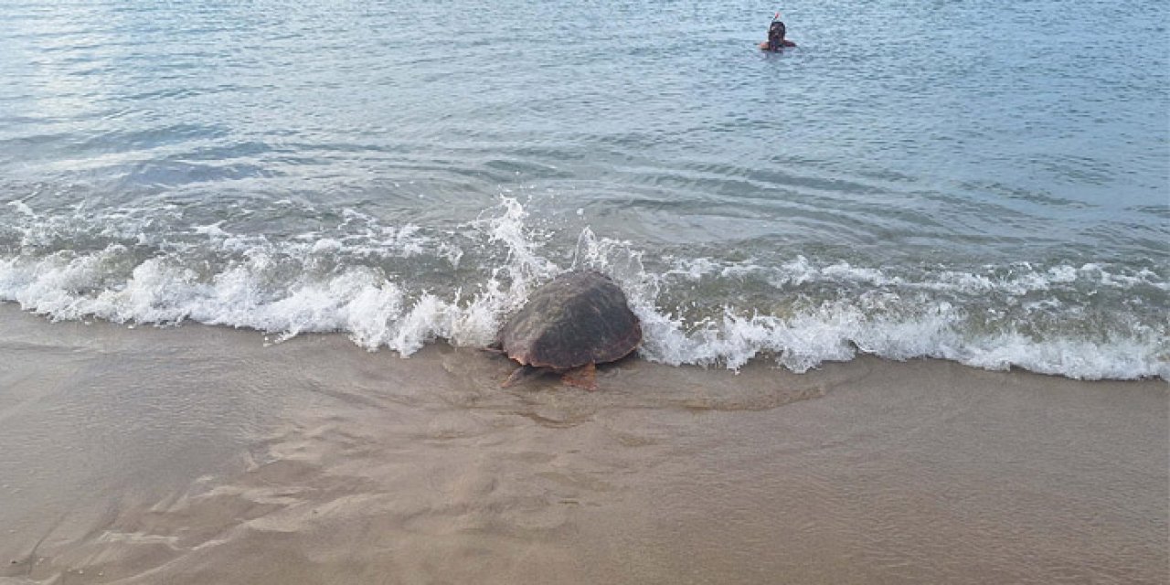 İzmir’de yaralı halde bulunmuşlardı… Tedavilerini tamamlayıp, törenle denize saldılar