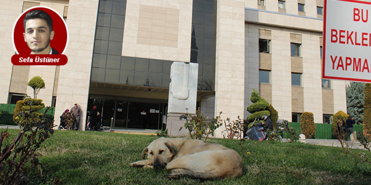 Hamamönü’nde başıboş köpek tehlikesi