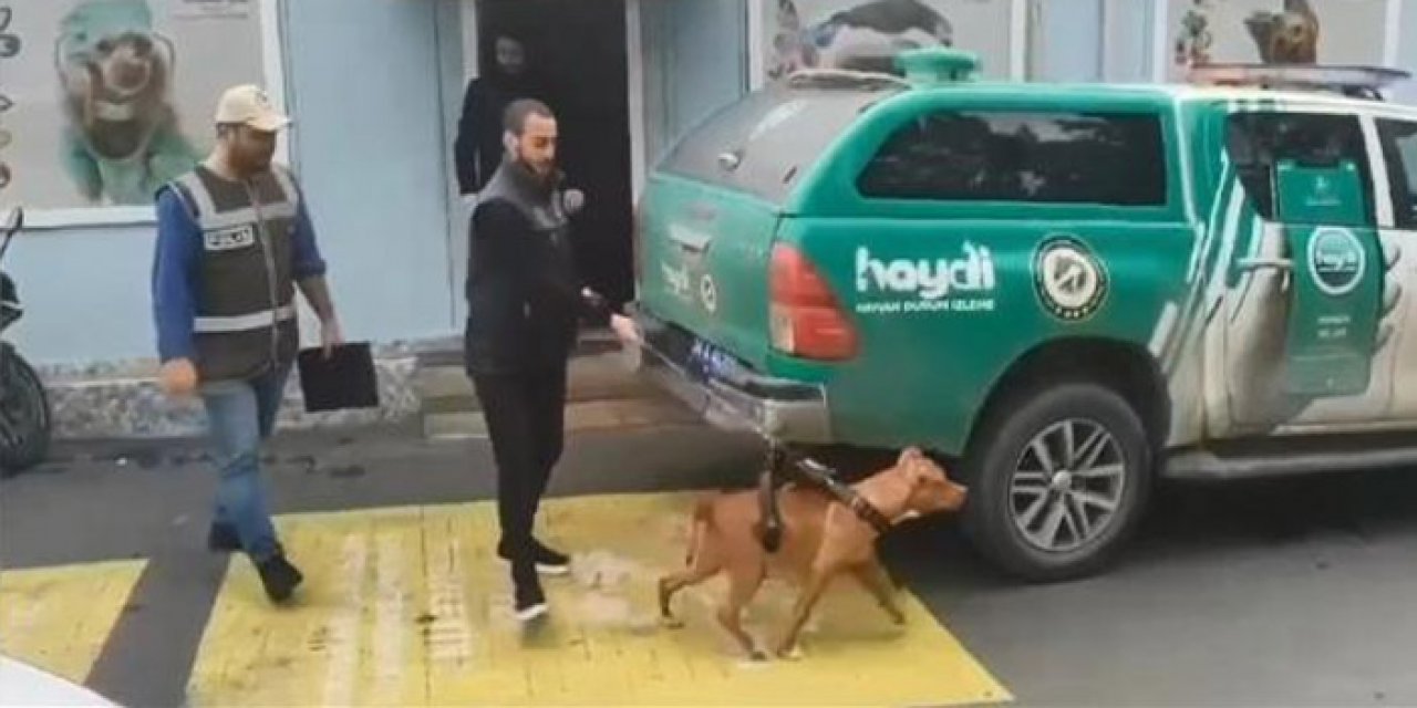 Pitbullara ceza yağdı