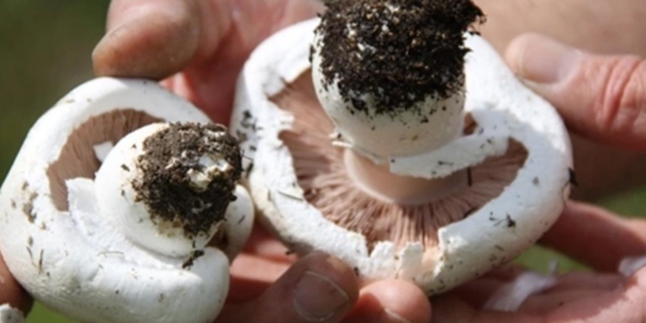 Manisa’da garip olay: Mantar toplamaya gitti ortadan kayboldu