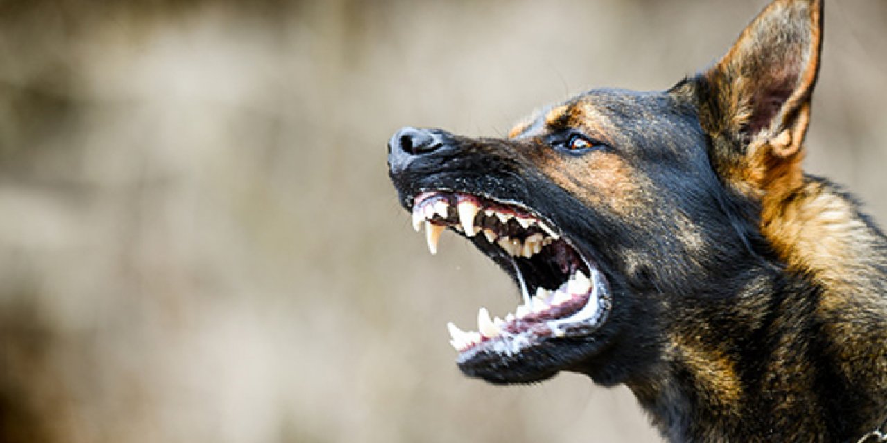 ABB’den saldırgan köpek başvurusuna yanıt: Bize değil üst merciye başvurun