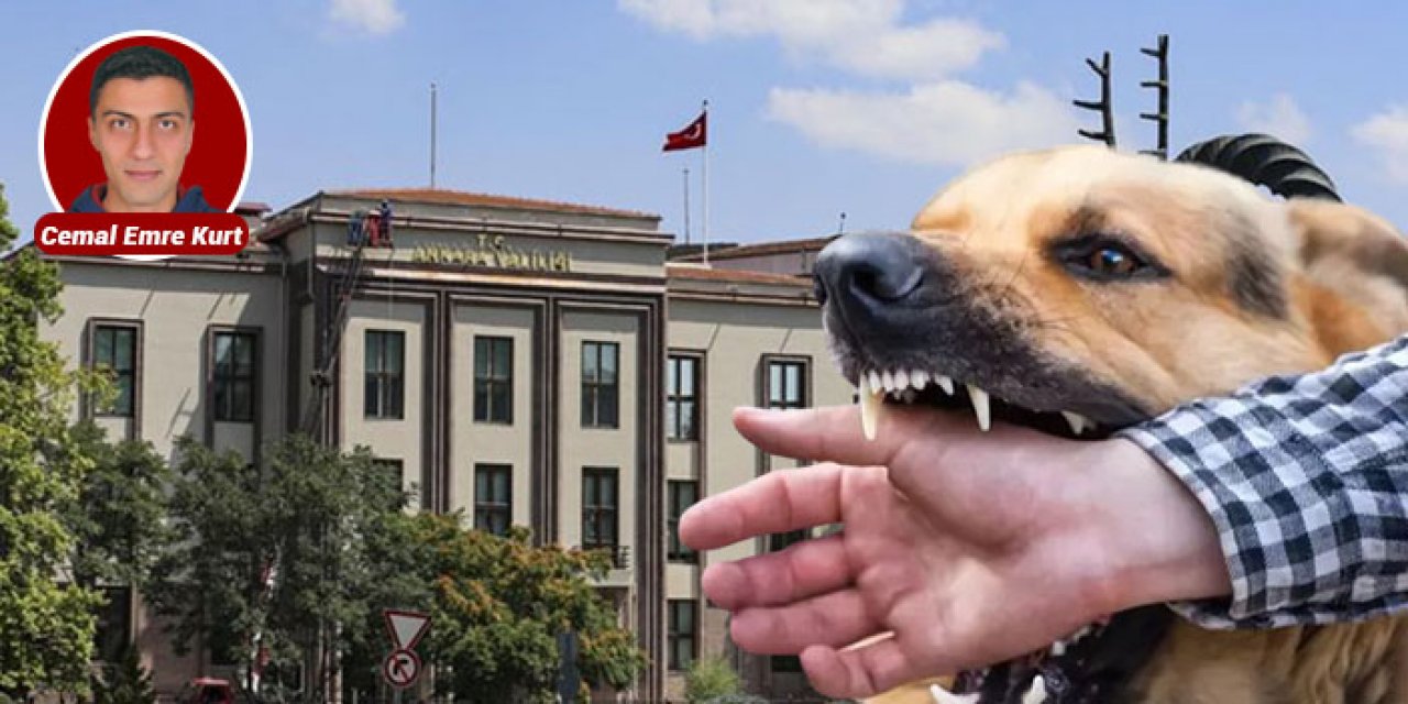 Vali Şahin'den büyük atak: Ankara sokak köpekleri için harekete geçti