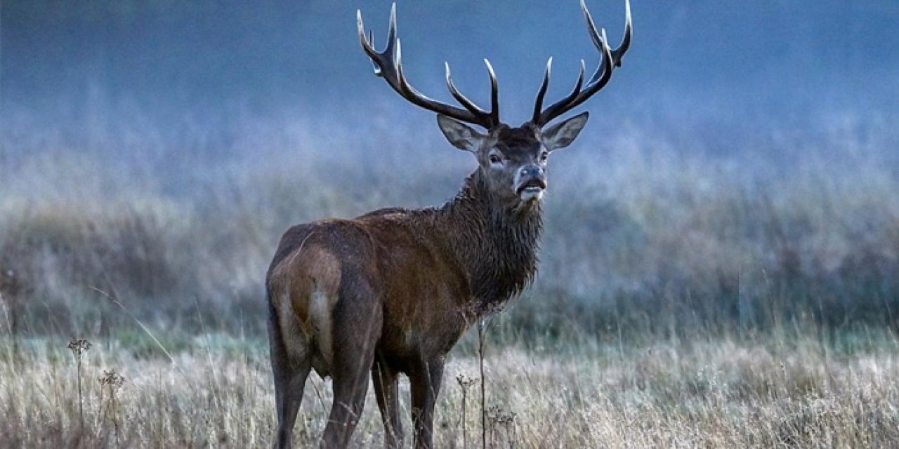 Bilim insanlarından "zombi geyik hastalığı" uyarısı: İnsanlara bulaşabilir