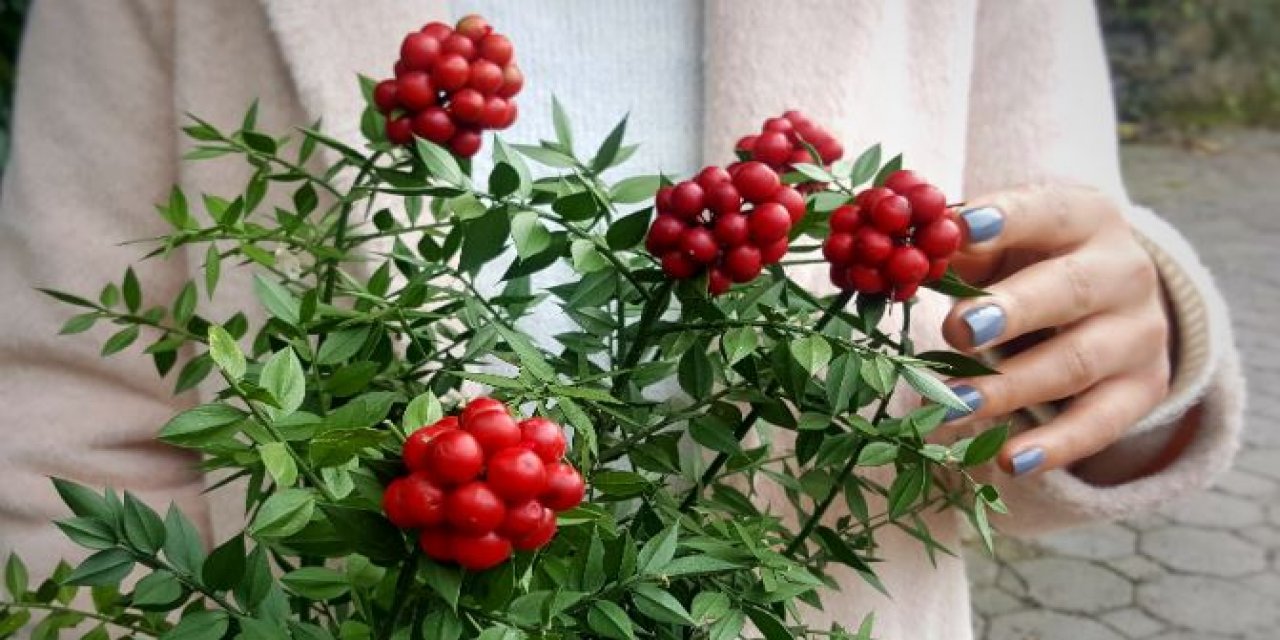 Kokina Çiçeği Yenir mi? Kokina Çiçeği Nasıl Bakılır? Kokina Çiçeği Suya Konulur mu?