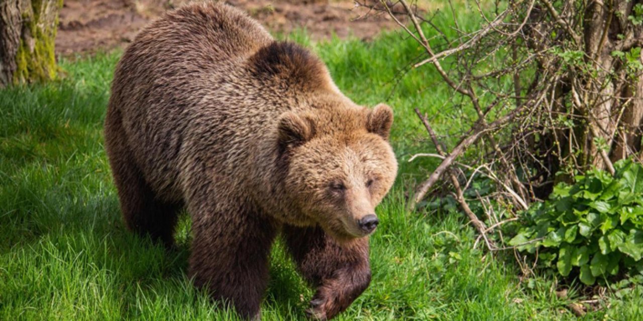 Ayı gibi uyumanın yararlı olduğunu biliyor muydunuz? İşte detayları...