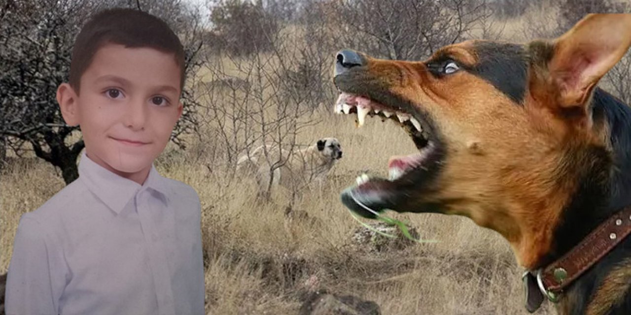 Köpek saldırısına uğrayan Tunahan'dan yeni haber