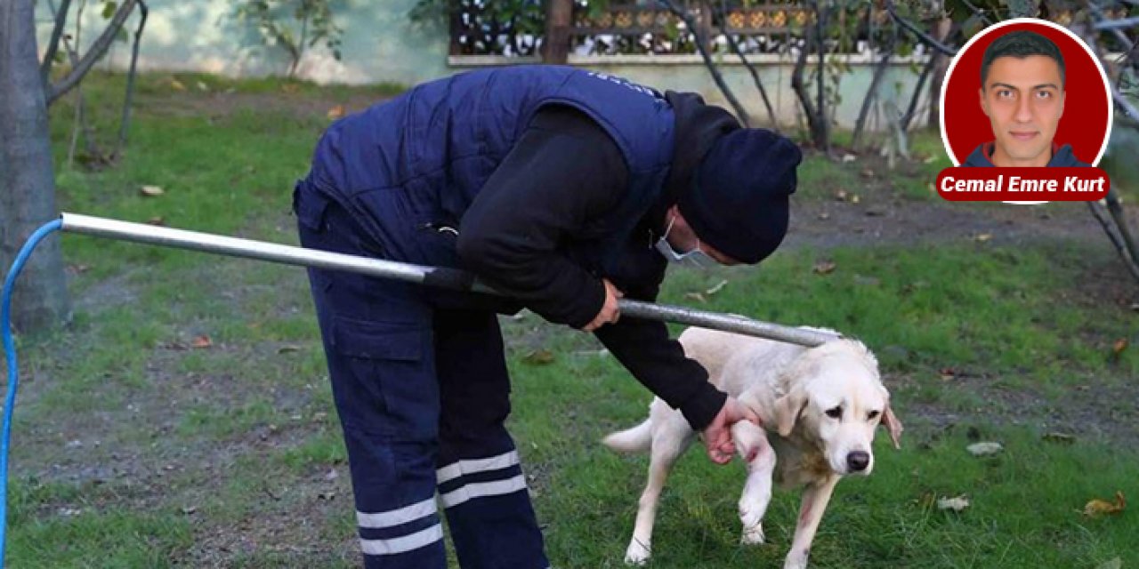 ABB’den köpek ihalesi: Bir bir toplanacak!