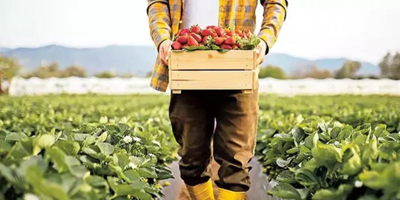 Konya’da fare alarmı! Çiftçiler tedirgin!