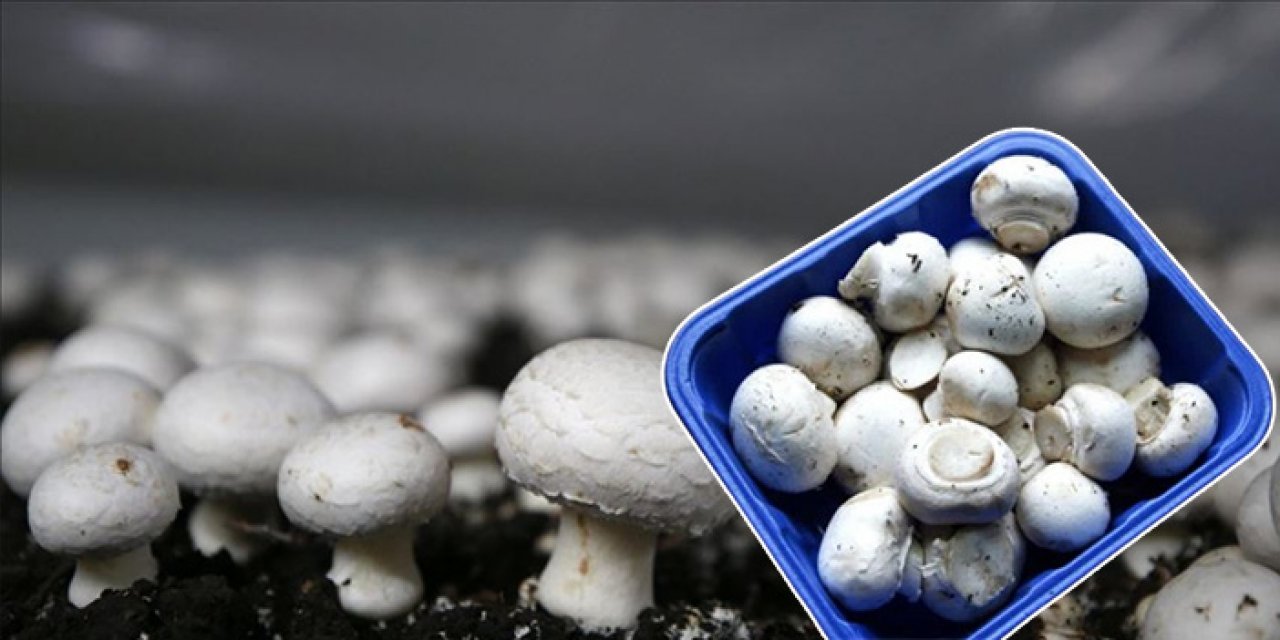 Kültür mantarı nedir? Kültür mantarı nasıl yetiştirilir?