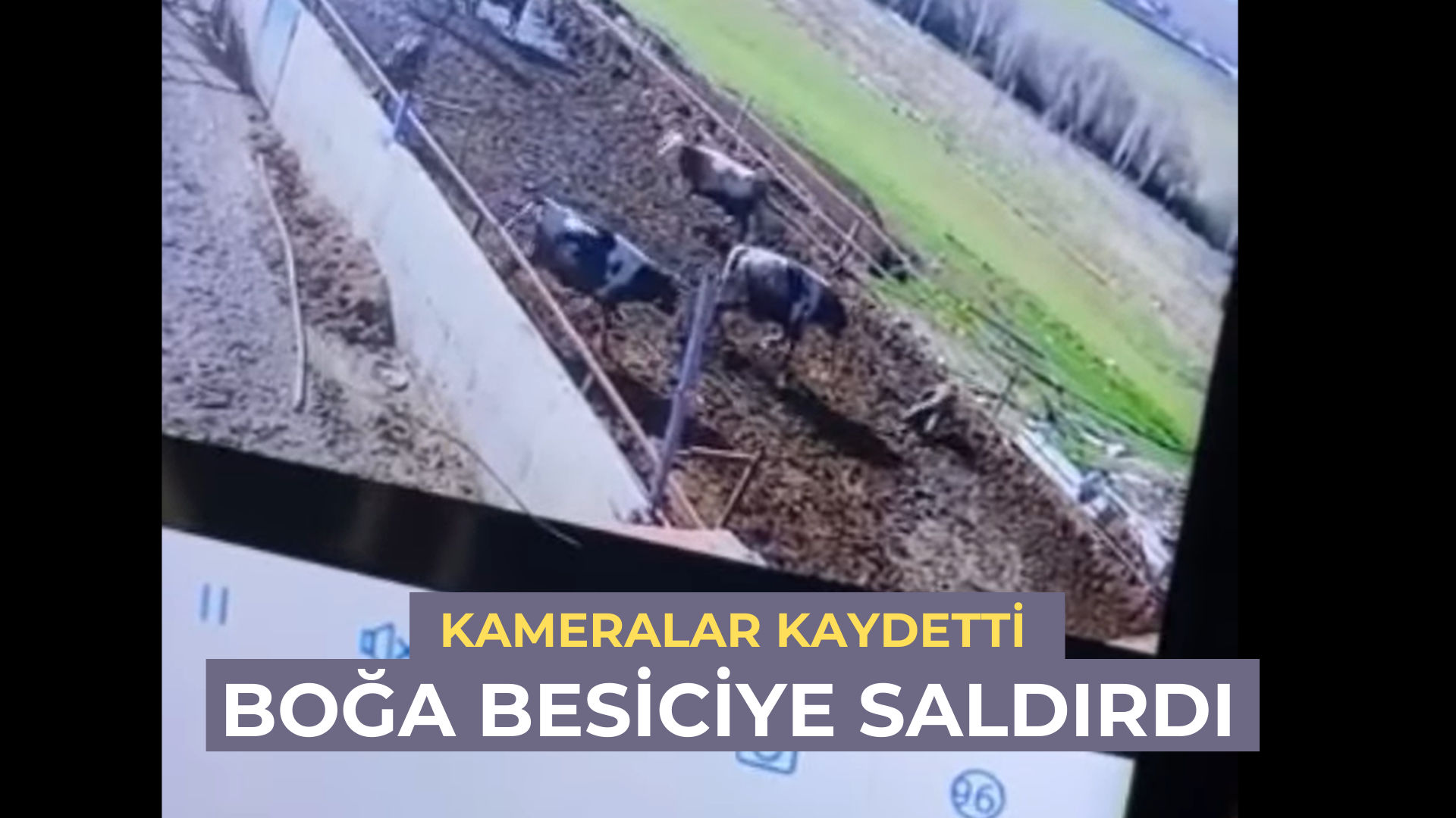 Kırşehir'de boğa besiciye saldırdı...
