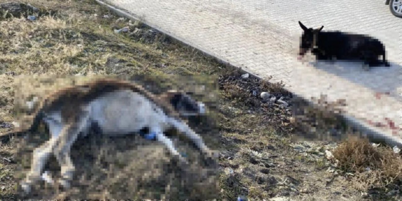 Konya'da görülmemiş kaza: 1 ölü 1 yaralı